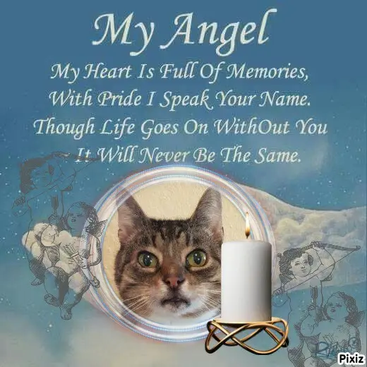 Condolence image of Tanja mit Timmy im 💖🐈🐾