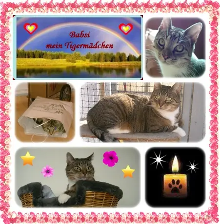 Condolence image of Für mein geliebtes Tigermädchen zum 5. Jahresgedenken