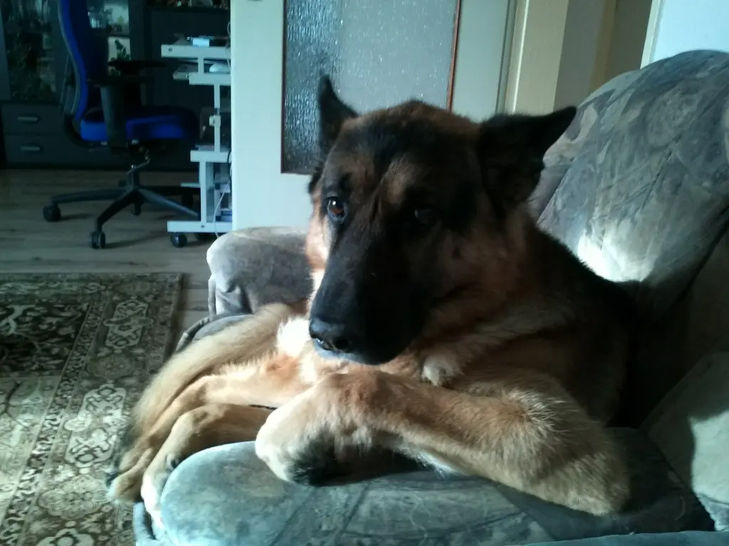 Image from Amigo