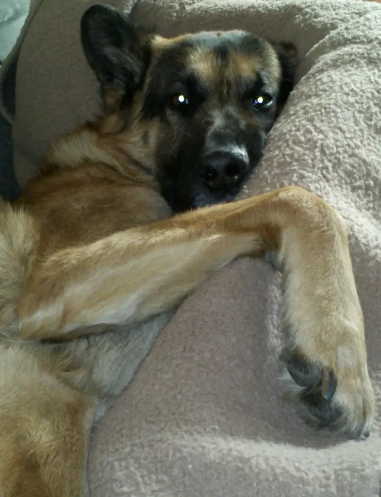Image from Amigo