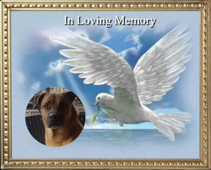 Condolence image of Misiu❤️❤️❤️fur Bruno❤️