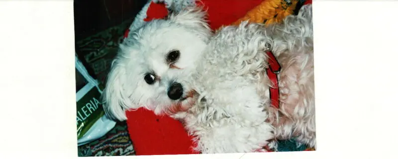 Condolence image of Rosemarie