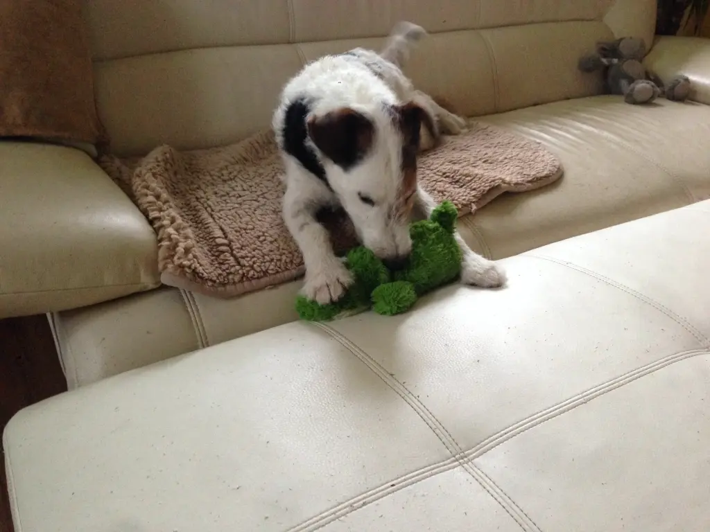 Image from Teddy