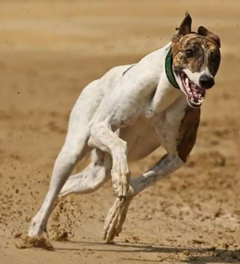 Condolence image of Susann  Peter 