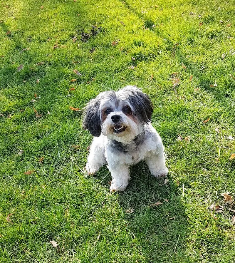 Condolence image of Petra u. Wilfried auf ewig mit Junior im Herzen