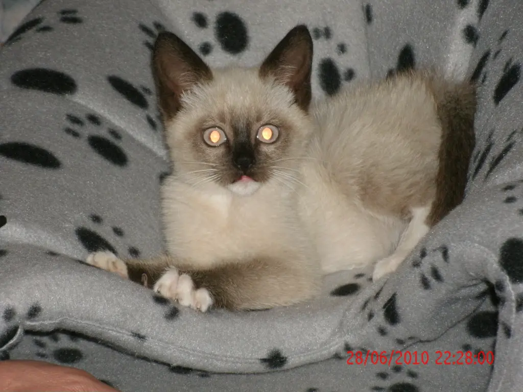 Image from Sima