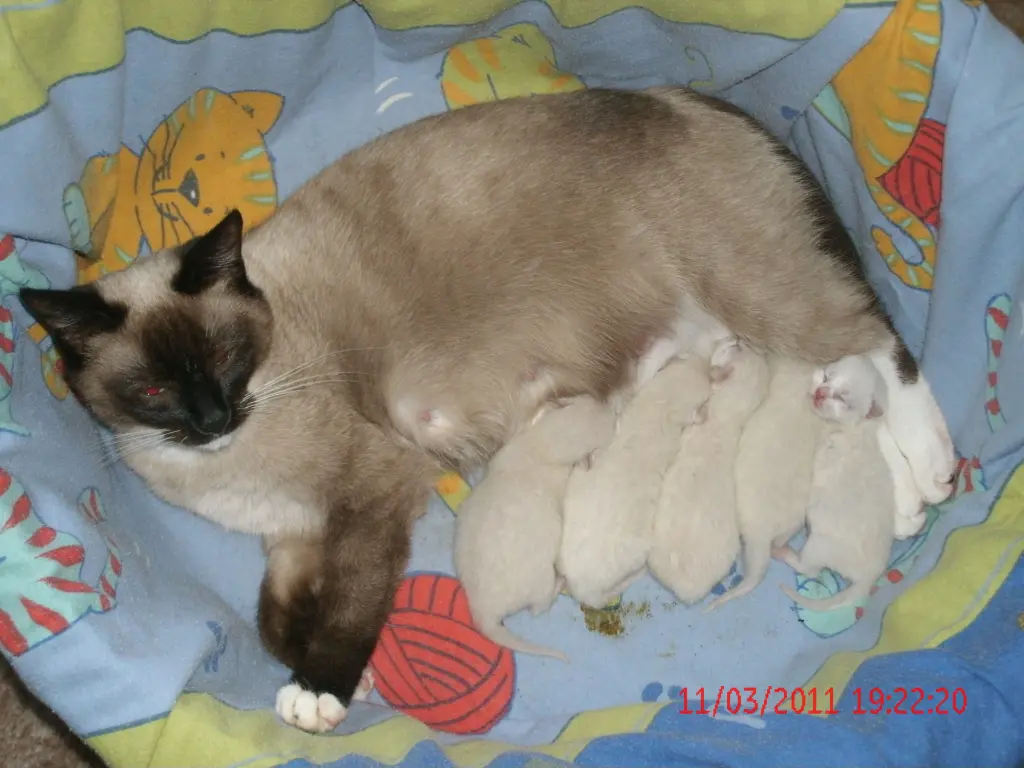 Image from Sima