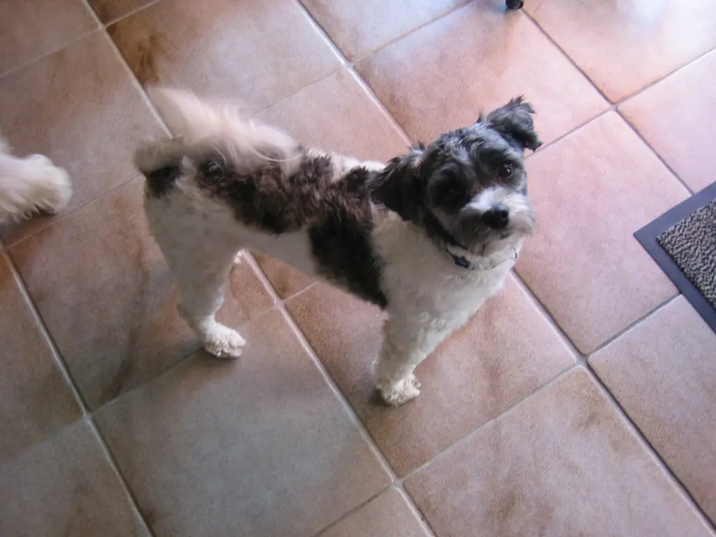 Condolence image of Ingo