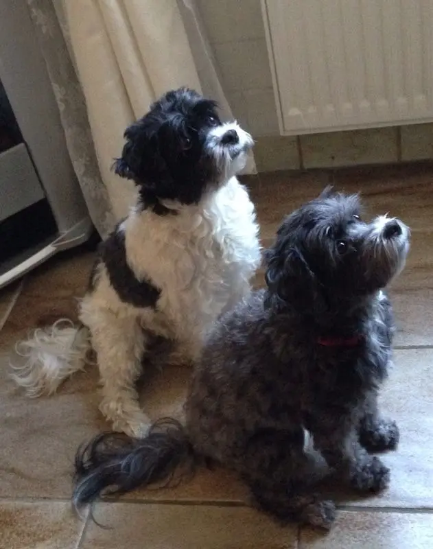 Image from Queenie