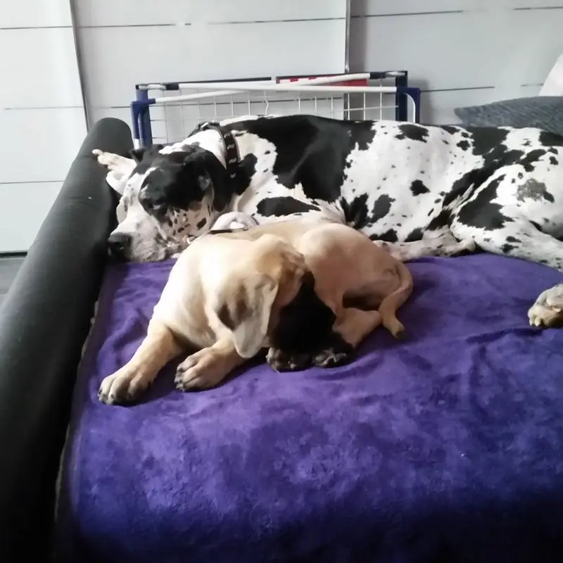 Condolence image of Daniela mit Sniper im Herzen