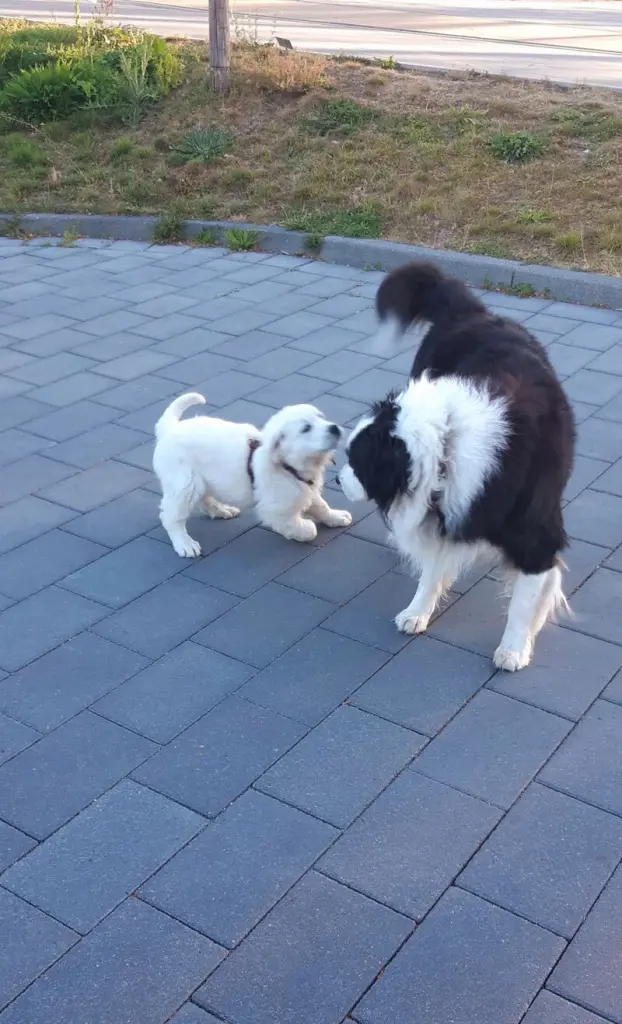 Andachtsbild von Sylvia  Lütgen