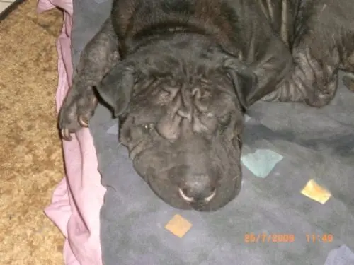 Image from CARAMELLA