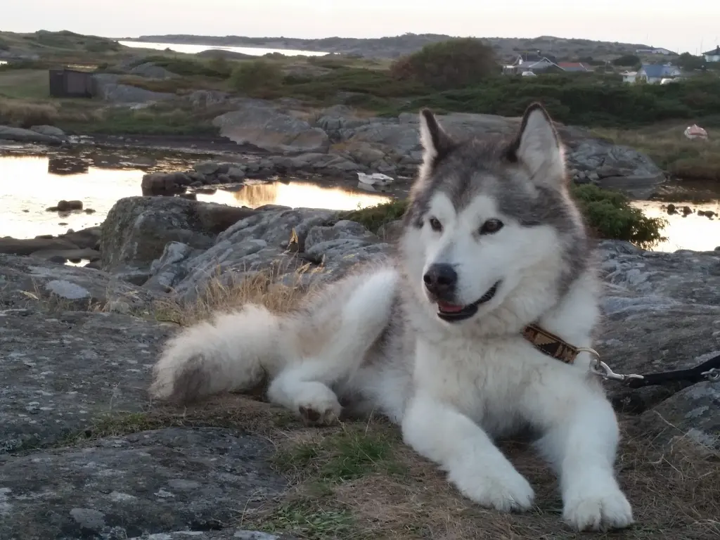 Image from Urubu