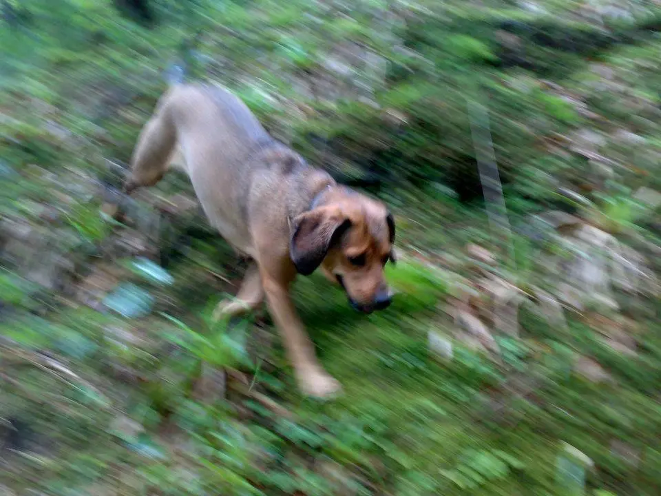 Image from Raika