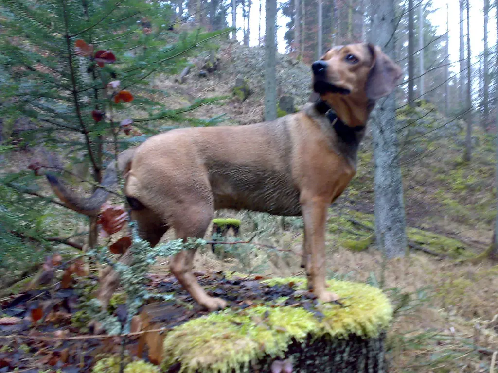 Image from Raika