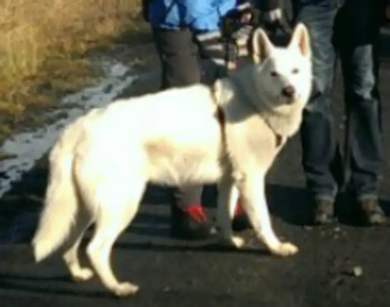Condolence image of Inge 