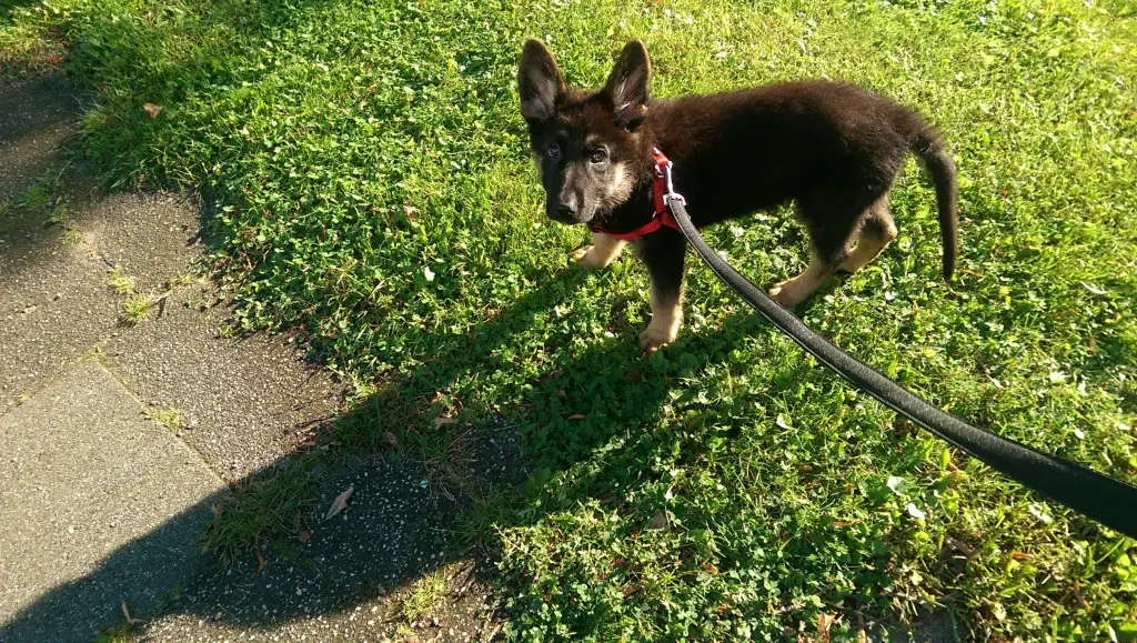 Image from Cujo