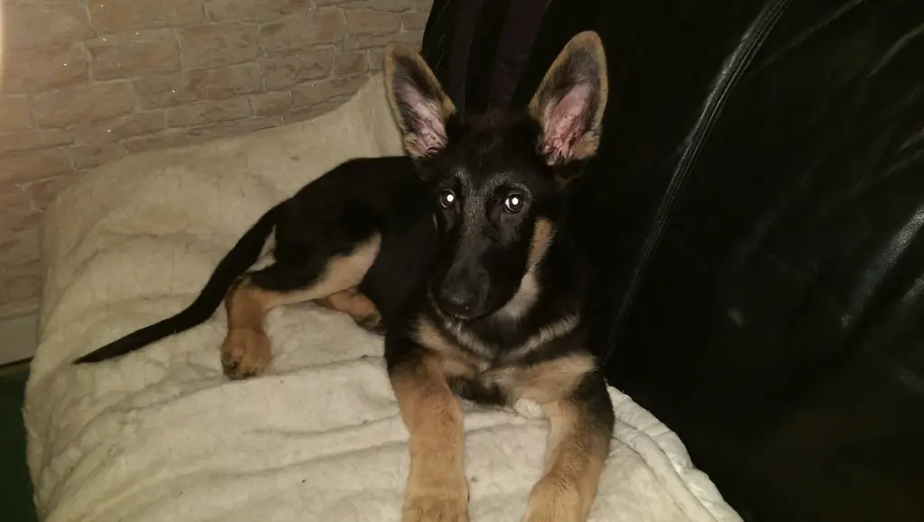 Image from Cujo