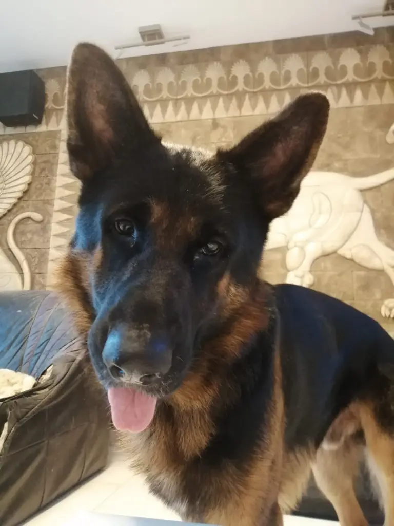 Image from Cujo