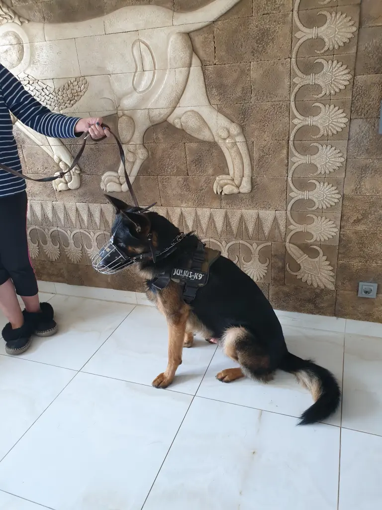 Image from Cujo
