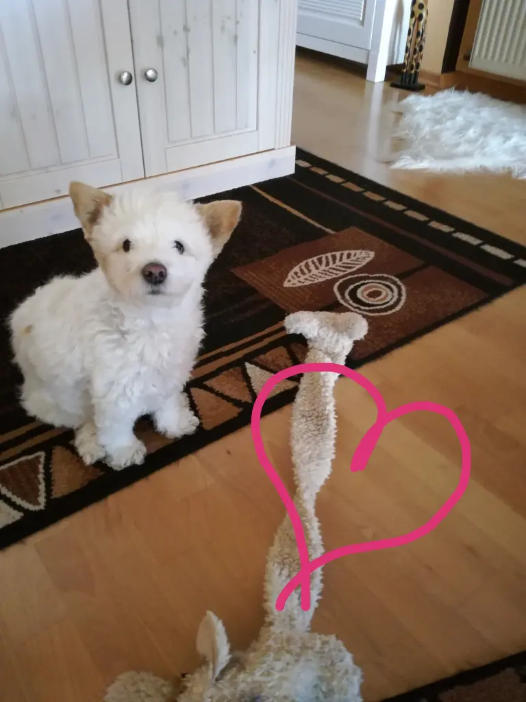 Image from Chiwa