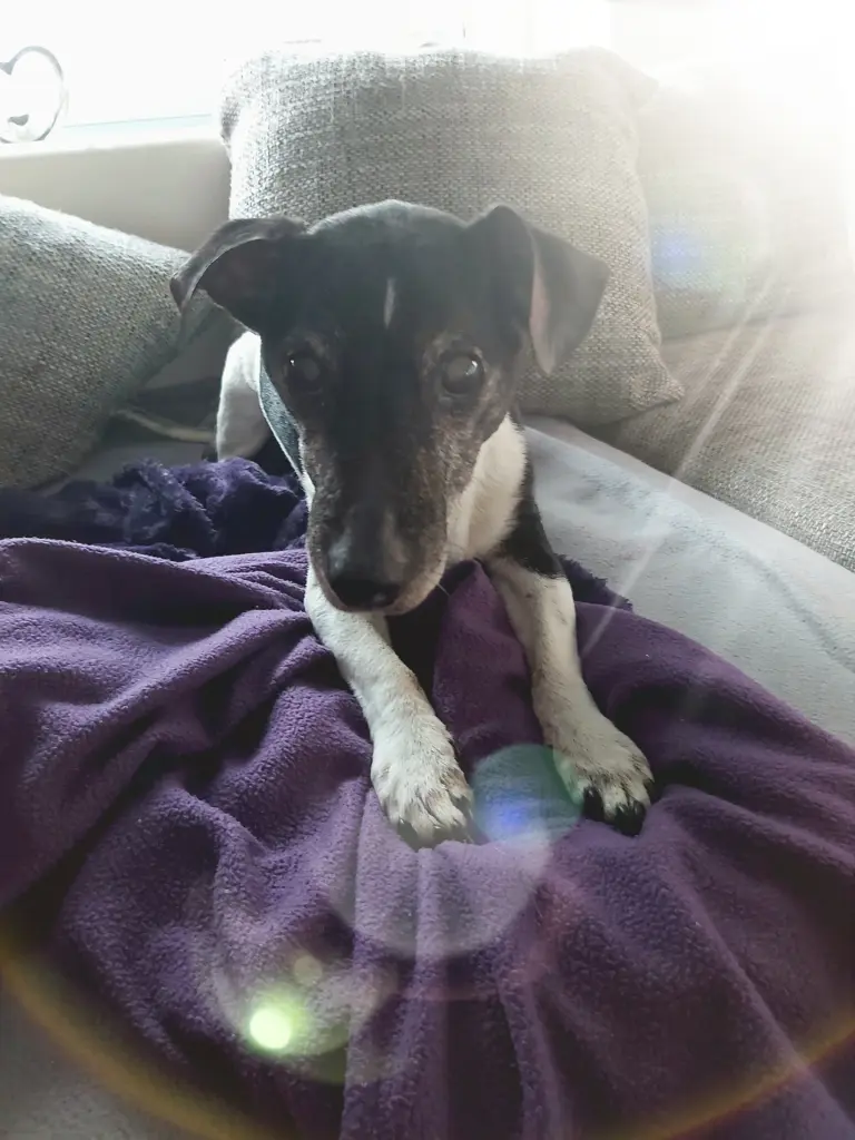 Image from Sammy