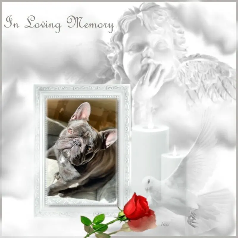Condolence image of ❤️❤️❤️❤️❤️❤️❤️❤️❤️❤️❤️❤️❤️❤️