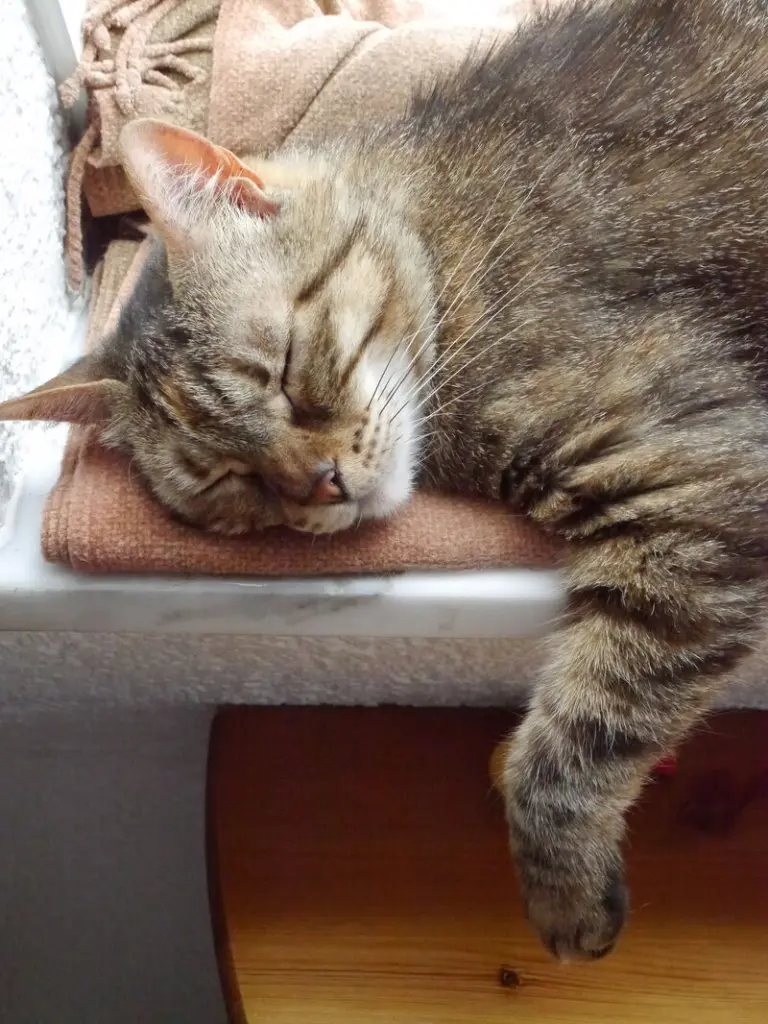 Andachtsbild von Petra