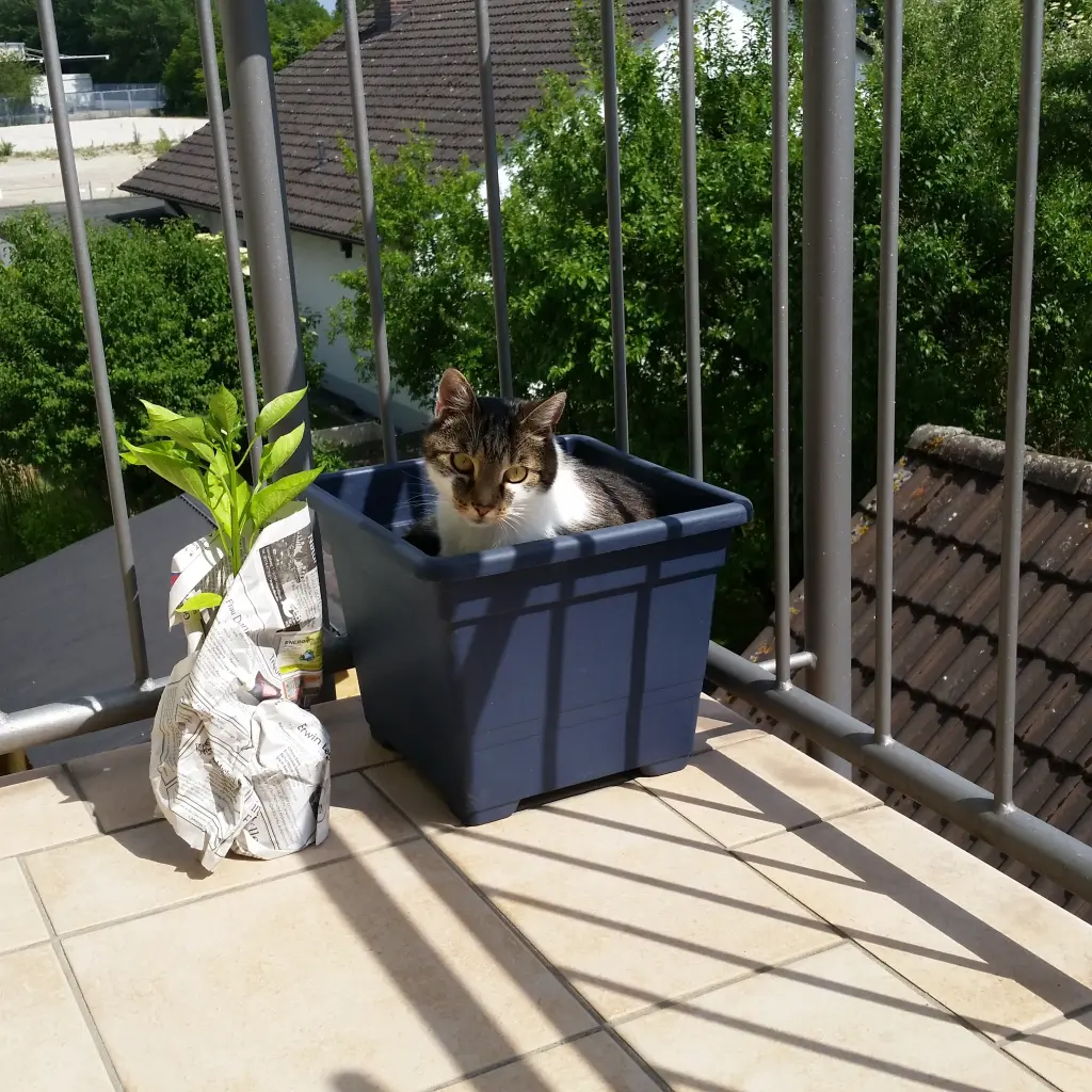 Image from Bärle