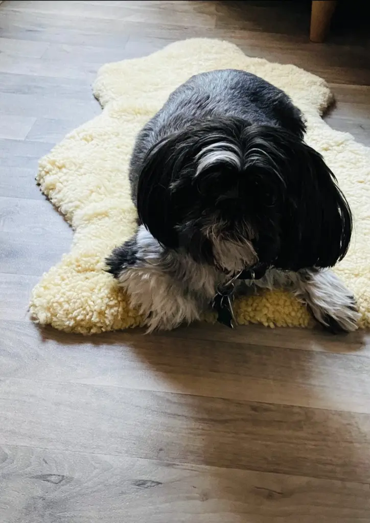 Image from Felix 