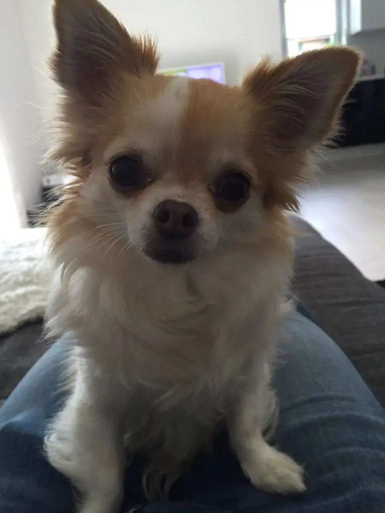 Andachtsbild von Meine süße Maus