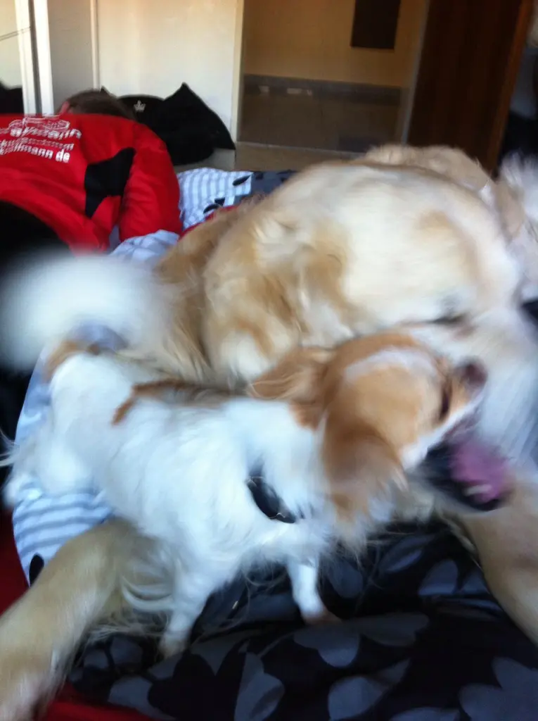 Andachtsbild von Mein süßen Engel