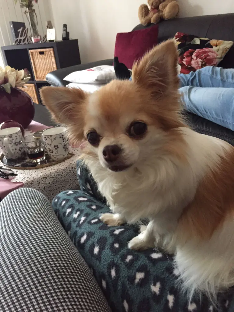 Andachtsbild von Für mein süßes Engelchen