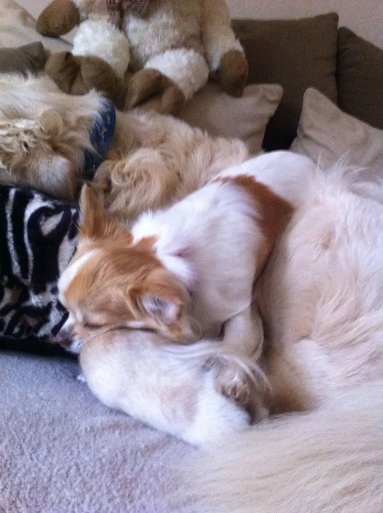 Andachtsbild von Liebes kleines Mäuschen 