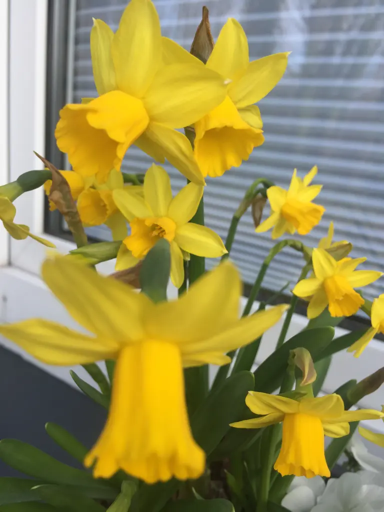 Andachtsbild von Mein süßes Mäuschen