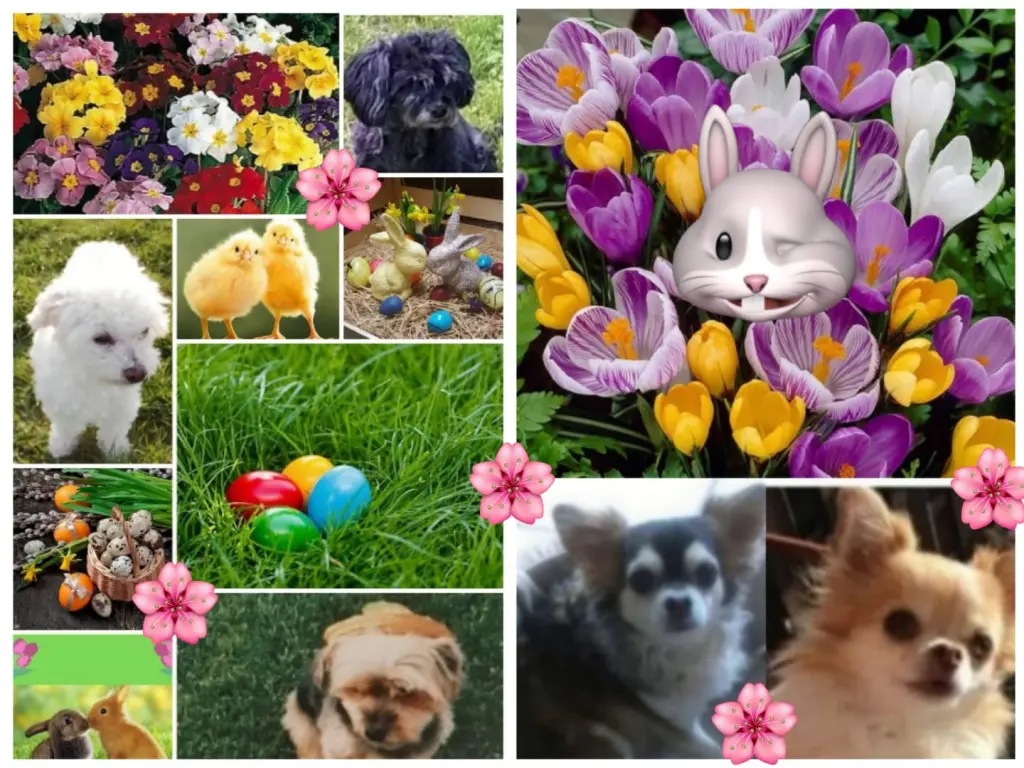 Andachtsbild von Shila und die Rasselbande