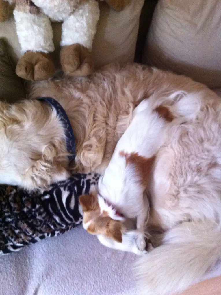 Andachtsbild von Für mein süßes Engelchen