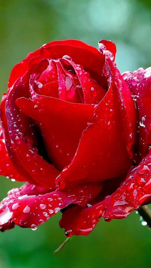 Andachtsbild von Elke