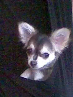 Andachtsbild von Ina