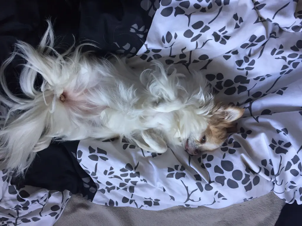 Andachtsbild von Für mein süßes Engelchen 