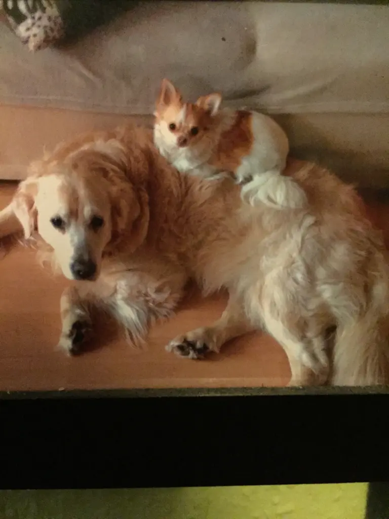 Andachtsbild von Für mein süßes Engelchen und meinen großen Jungen Pat