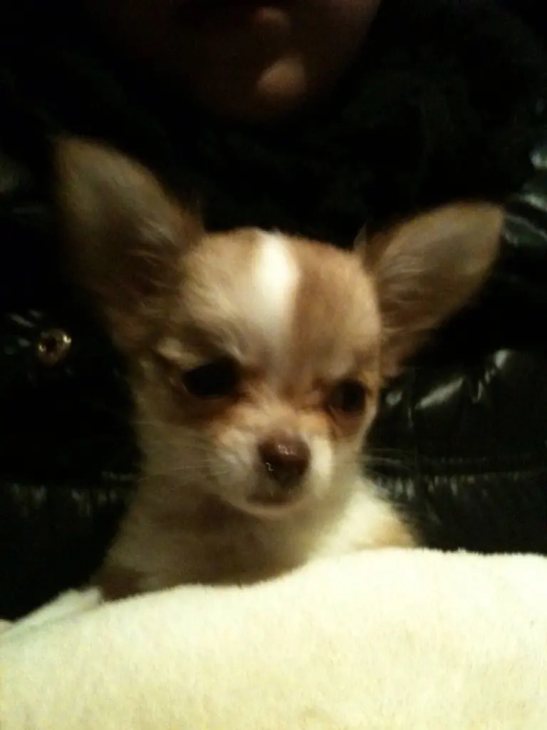 Andachtsbild von Für mein süßes Engelchen