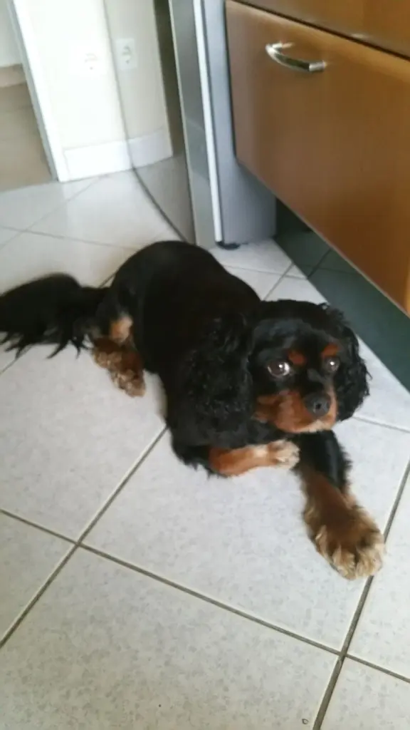 Condolence image of Britta
