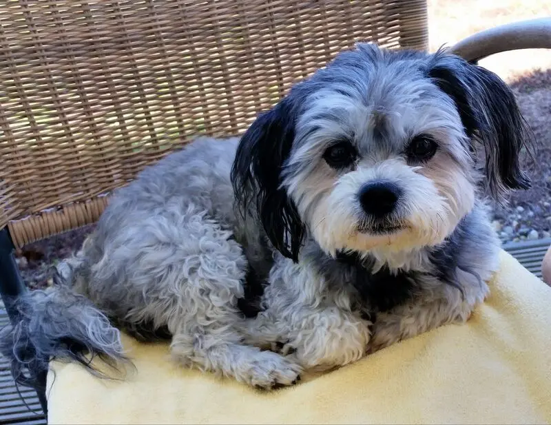 Andachtsbild von Petra u. Wilfried auf ewig mit Junior im Herzen