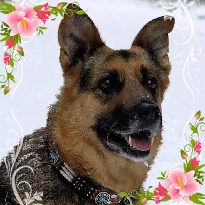 Andachtsbild von Stephanie