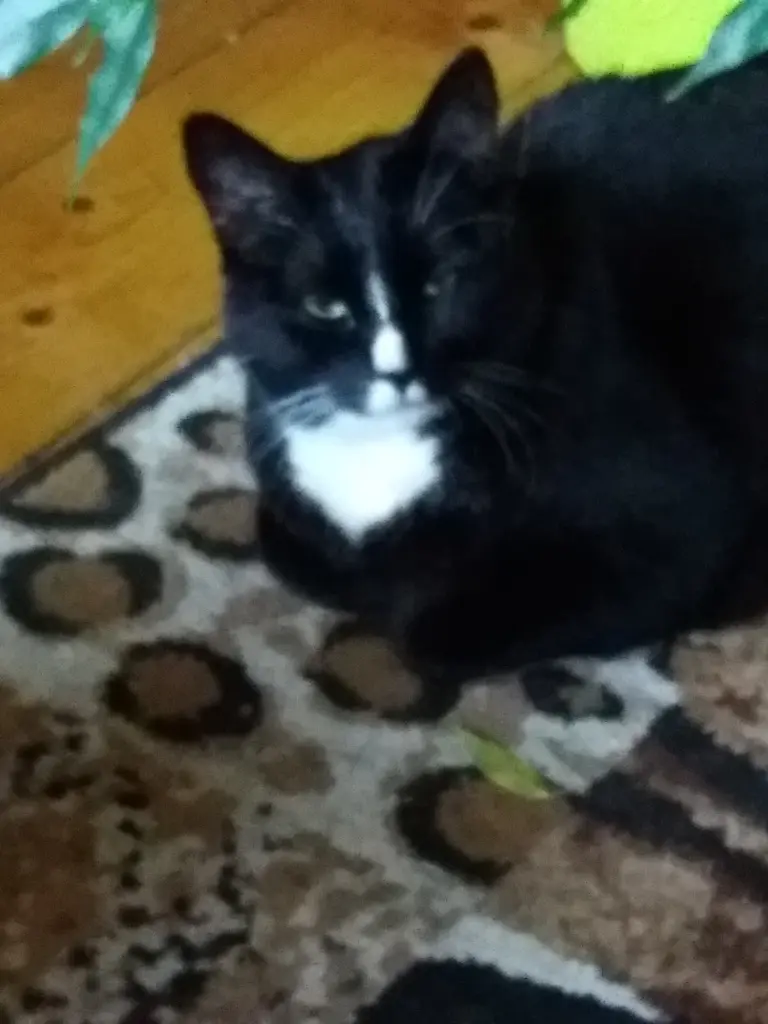Condolence image of Conny 