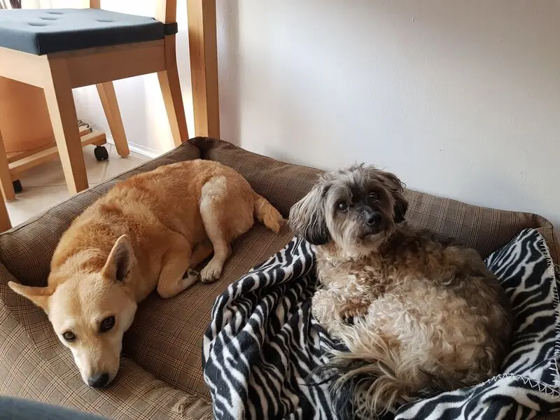 Andachtsbild von Susanne,Kiki und Alegra