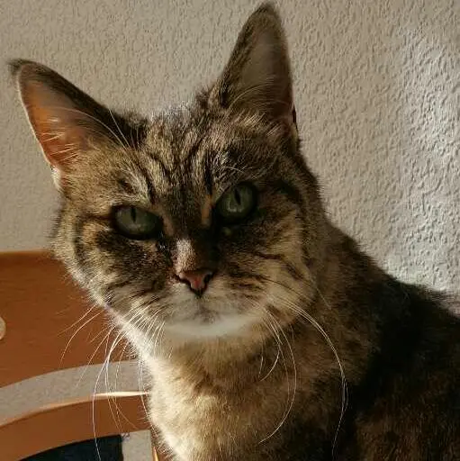 Image from Piepsie