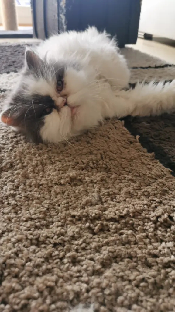 Image from Minou