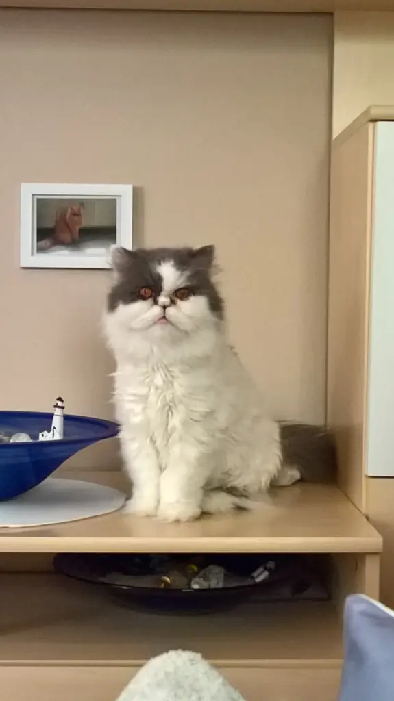 Image from Minou